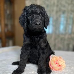 Daisy - Black female Goldendoodle puppy in Osage City, Kansas from Golden Ridge Goldens
