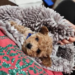 Cavapoo, Goldendoodle, Poodle, and Shihpoo Puppies from Sugarland's Texas Goldendoodles