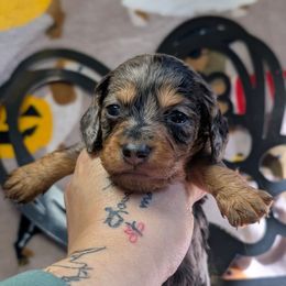 Wyatt Longhair - Dapple male Dachshund puppy in Barnard, Missouri from KB Doxies