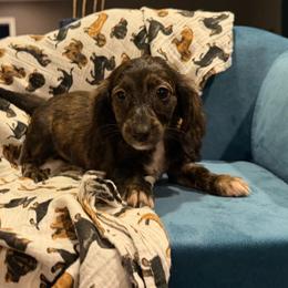 Piper - Brindle female Dachshund puppy in Hudson, Michigan from Mittentail Kennel Miniature Dachshunds & Australian Shepherds