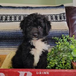 York - Black and white male Aussiedoodle puppy in Missouri from B&M Cottonwood Canines