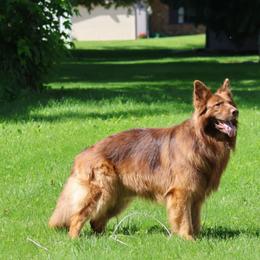 German Shepherd puppies from The Shepherds View