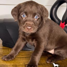 Purple Girl - Chocolate female Labrador Retriever puppy in Plymouth, North Carolina from Duck Creek Kennels