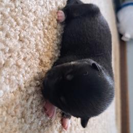 Tired - Black and tan male Shiba Inu puppy in Osceola, Iowa from Jordan's Shiba Inu