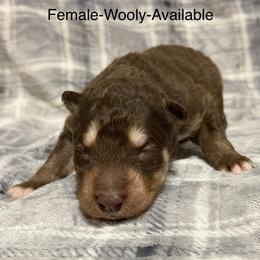 Girl 1 - Red and white female Alaskan Malamute puppy in Rensselaer, Indiana from Moot Manor Malamutes