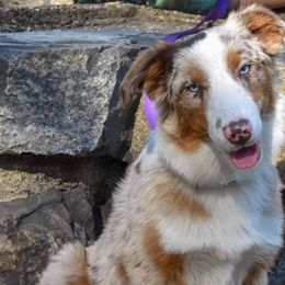 Australian Shepherds from Rock Creek Aussies