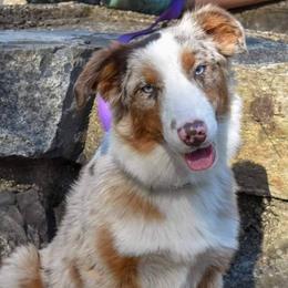 Australian Shepherds from Rock Creek Aussies
