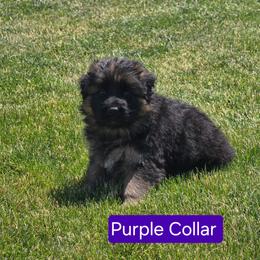 Purple Collar - Black and red female German Shepherd puppy in Sumner, Iowa from Vom Wilke Kennels