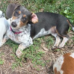 Tilly - Dachshund