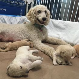 Poodle Puppies from Star Valley Standards