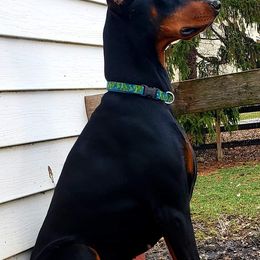 Doberman Pinschers from Pann's Dobermans