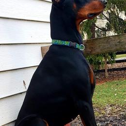 Doberman Pinschers from Pann's Dobermans