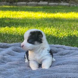 Orange Collar Female - Black and tan female Pembroke Welsh Corgi puppy in Tenino, Washington from LoneStar Corgis NW