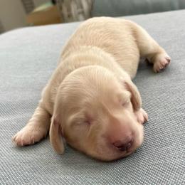 Lightning - Cream male Dachshund puppy in High Hill, Missouri from High Hill Hounds