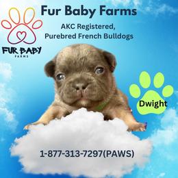 Dwight - Blue fawn male French Bulldog puppy in Michigan from Fur Baby Farms