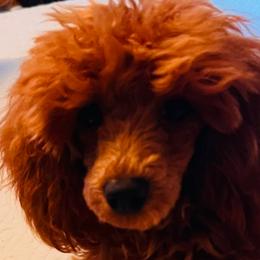 Ralphie - Poodle