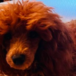 Ralphie - Poodle