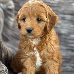 Daisy - Apricot Cavapoo puppy in Yacolt, Washington from Olga's Cavapoo