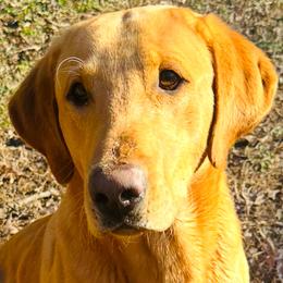 Beau - Labrador Retriever