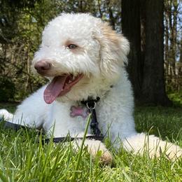 Lucy - Lagotto Romagnolo