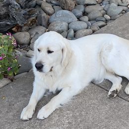 Peaches - Golden Retriever