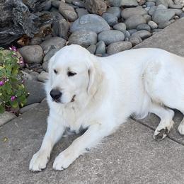 Peaches - Golden Retriever