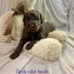 Labradoodle Puppies from Molly’s Doodles