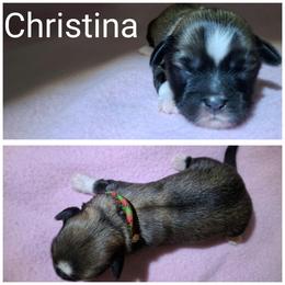Girl 2 - Red female Lhasa Apso puppy in Cincinnati, Ohio from Shangri-La Lhasa Apsos