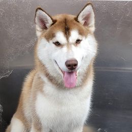 Leo - Siberian Husky