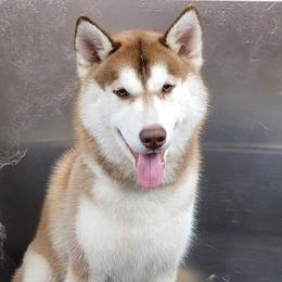 Leo - Siberian Husky