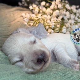 Rosie - White female Miniature Schnauzer puppy in Magalia, California from NorCal Schnauzers