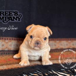 Three's Company, Chrissy Snow - Cream female French Bulldog puppy in Salem, Oregon from Toy House Frenchies
