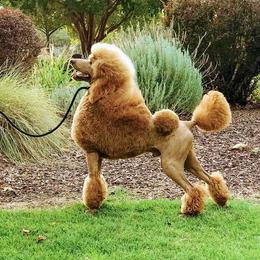 Segert - Poodle