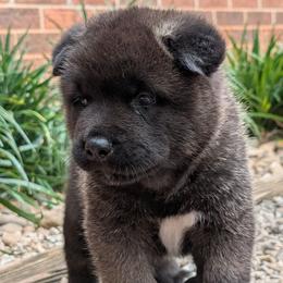Nebula's Boy 1 - Black male Akita puppy in South Carolina from Sierra Mountain Akitas