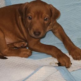Puppy male 4 - Rd whtn brn nose male Rhodesian Ridgeback puppy in Caldwell, Idaho from Haley Gross's 	Rhodesian Ridgebacks and Minature Pinchers