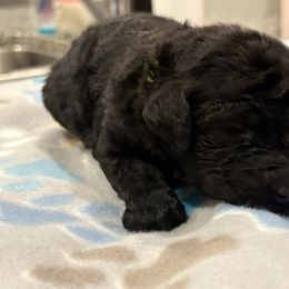 Goldendoodle and Poodle Puppies from Southern Stroll Poodles & Doodles