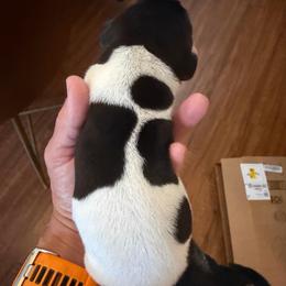 San Saba - Black roan male German Shorthaired Pointer puppy in San Antonio, Texas from Alvarado Farm Kennels, LLC