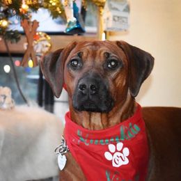 ARIA - Rhodesian Ridgeback