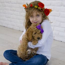 Goldendoodle Puppies from Dean Doodles