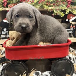 Charcoal Male- Turquoise - Charcoal male Dilute Retriever puppy in Marion, Illinois from Summer Lovin’ Labradors of Southern Illinois
