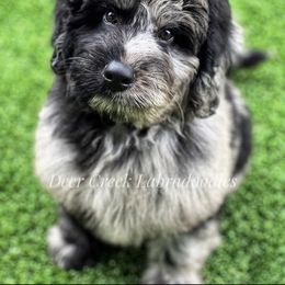 Australian Labradoodle, Cavapoo, and Goldendoodle Puppies from Deer Creek Labradoodles