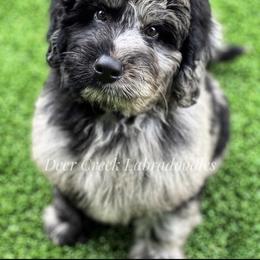 Australian Labradoodle, Cavapoo, and Goldendoodle Puppies from Deer Creek Labradoodles