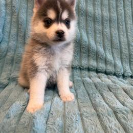 Saja - Blue male Pomsky puppy in Aberdeen, Idaho from Willow Creek Cresteds