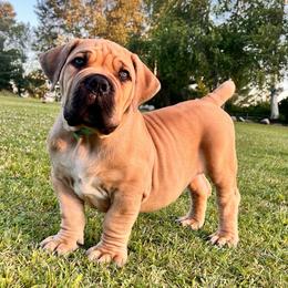 Light blue (previously light green) - Fawn male Boerboel puppy in Callicoon, New York from Southern Pride Boerboels