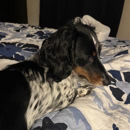 Maggie Mae - Dachshund