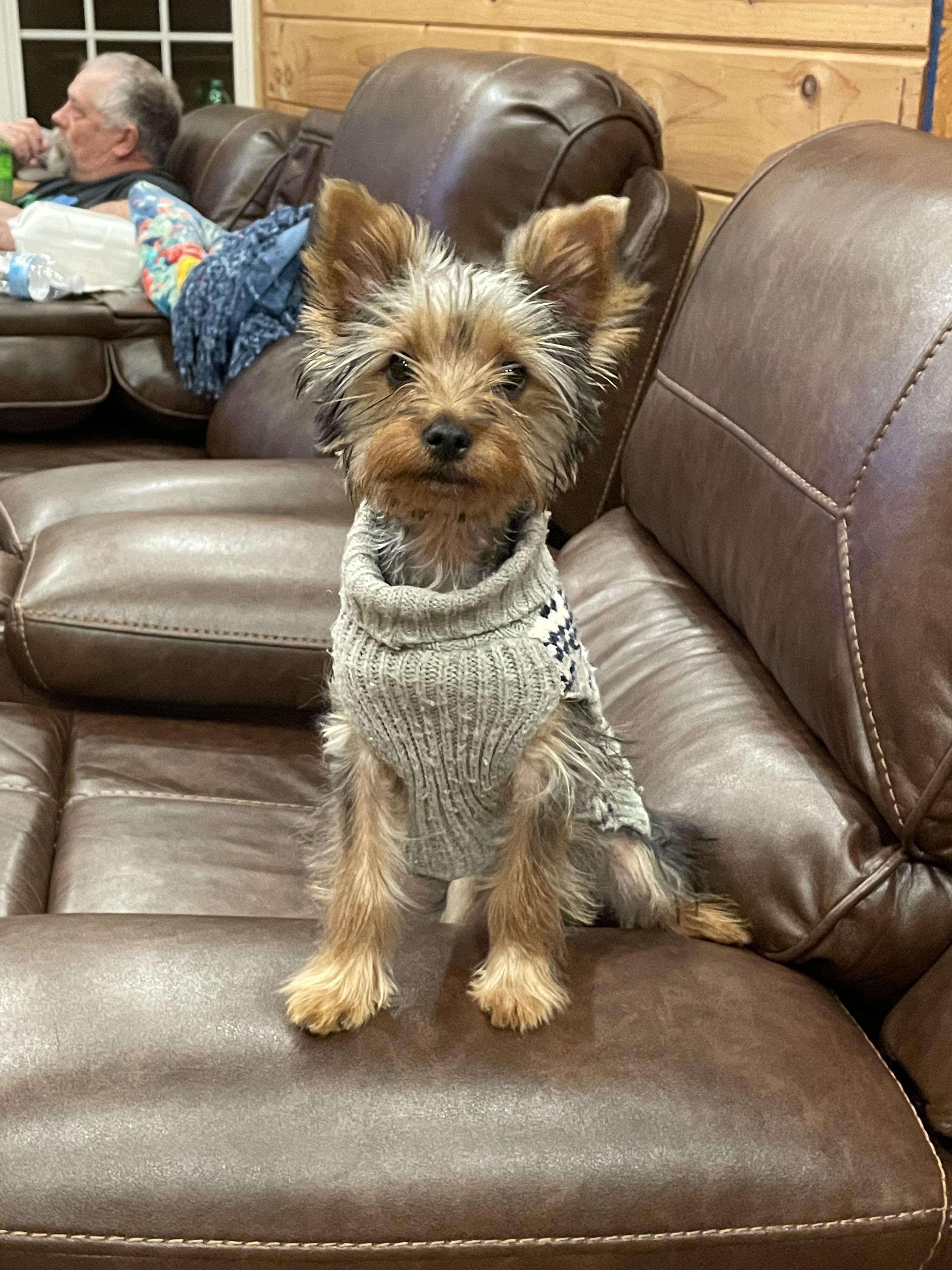 Teddy