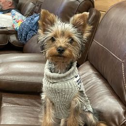 Teddy - Yorkshire Terrier