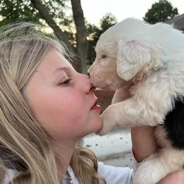 Old English Sheepdog Puppies from Heavinly Blessings Farm Pups - Old English Sheepdog Puppies