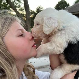 Old English Sheepdog Puppies from Heavinly Blessings Farm Pups - Old English Sheepdog Puppies