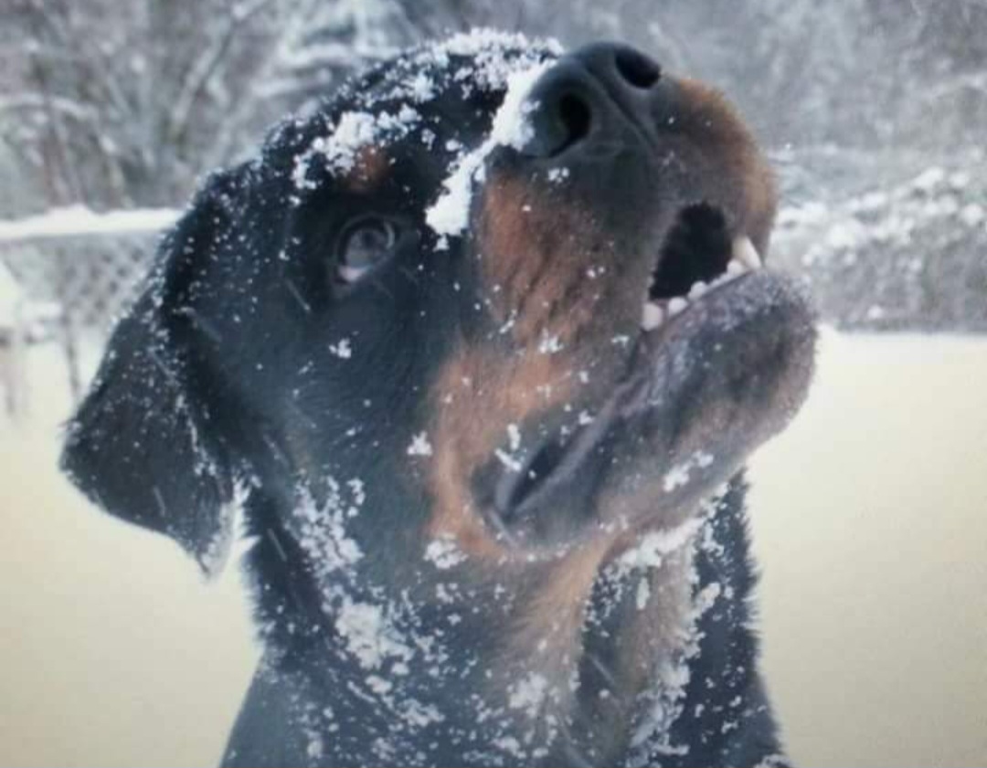 Rottweilers from Hilburgs Rottweilers